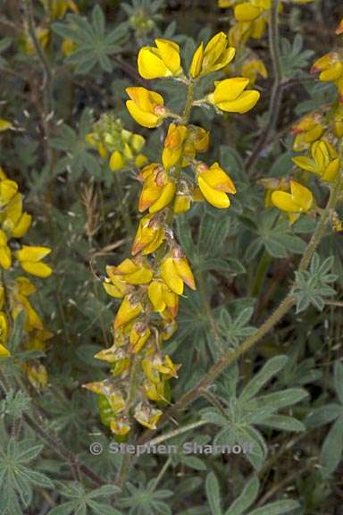 lupinus citrinus var citrinus 9 graphic